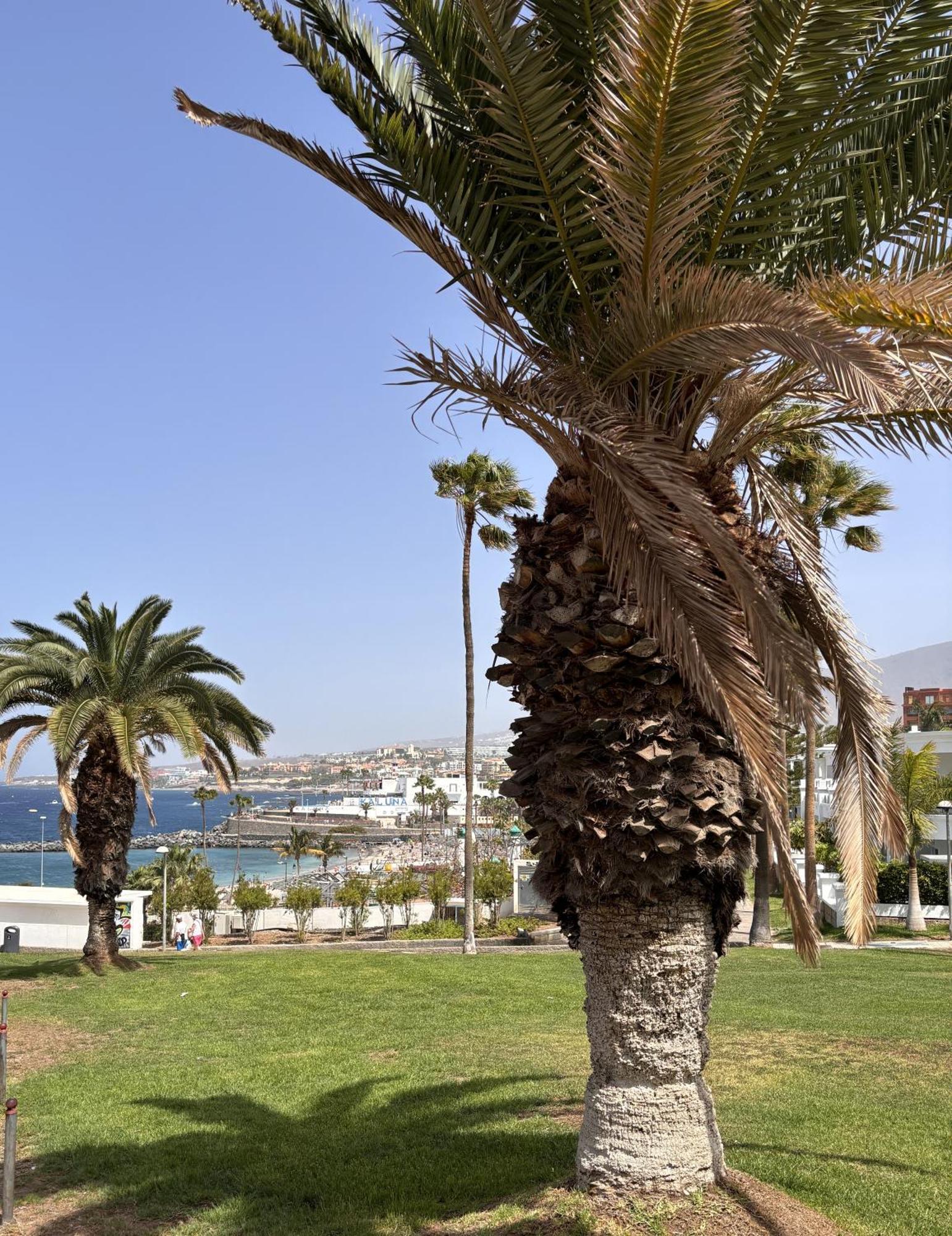 Ocean View Near The Beach Costa Adeje Exterior foto